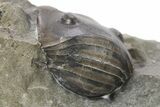 Enrolled Fossil Ptyocephalus Trilobite - Fillmore Formation, Utah #286561-2